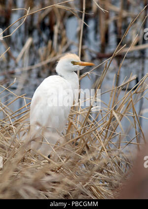 Airone guardabuoi Maggio 13th, 2018 Weisensee Slough, Minnehaha County, SD Foto Stock