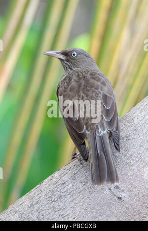 Perlacea-eyed Thrasher giugno 7th, 2015 San Giovanni Isola, U.S. Isole vergini Foto Stock