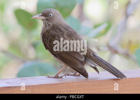 Perlacea-eyed Thrasher giugno 7th, 2015 San Giovanni Isola, U.S. Isole vergini Foto Stock