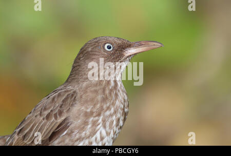 Perlacea-eyed Thrasher giugno 7th, 2015 San Giovanni Isola, U.S. Isole vergini Foto Stock