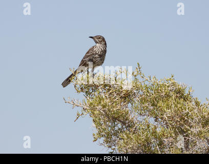 Sage Thrasher Luglio 27th, 2009 Antelope Island, Salt Lake City, Utah Canon 50D, 400 5.6L Foto Stock