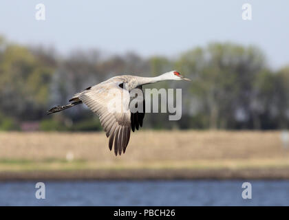 Sandhill gru aprile 22nd, 2012 Weisensee gioco Area di produzione, il Dakota del Sud Foto Stock