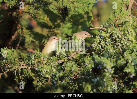 Ramage Vireo Settembre 14th, 2014 Newton Hills State Park, il Dakota del Sud Foto Stock