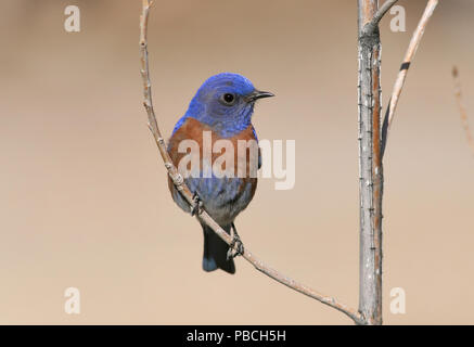 Western Bluebird (Sialia mexicana) 1 maggio 2008 vicino a Mt. Carmelo Junction, Utah Foto Stock