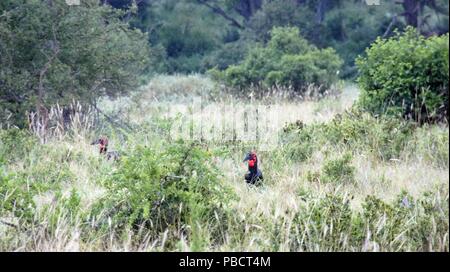 Vita selvaggia terra meridionale hornbill nella savana del Parco nazionale del Kenya Foto Stock