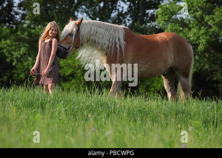 Michurinsk, Russia, 24 Maggio 2018: bambino e bambina tirolese cavallo Haflinger in prove ufficiali del Michurin Fiera Agricola Foto Stock