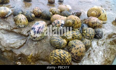 Lumache di mare l'alimentazione sulle alghe ad una roccia su bassa marea Foto Stock