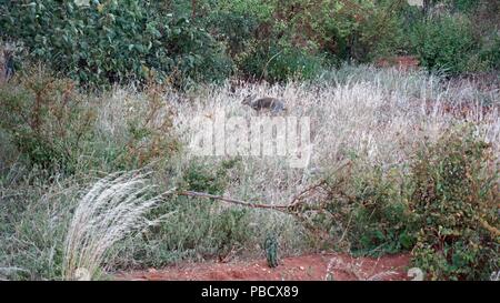 Wild dikdik vivente in Kenya parco nazionale Foto Stock