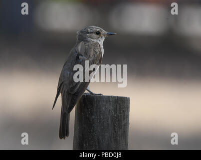 Close-up di spotted flycatcher appollaiato su un palo Foto Stock