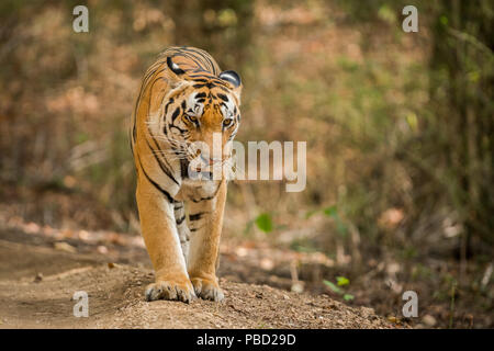 Un bel hulk sul prowl Foto Stock