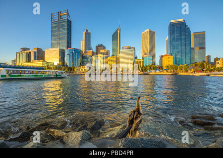 Perth, Australia - Jan 6, 2018: Australian darter da Elizabeth Quay sembra un moderni grattacieli di Perth skyline al tramonto. Un traghetto nella baia o Foto Stock