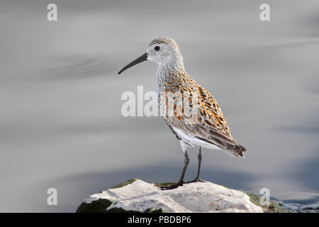 Dunlin Maggio 14th, 2010 Lago di essenze dure, South Dakota Canon 50D, 400 5.6L Foto Stock