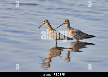 Hudsonian Godwits Maggio 10th, 2011 Lincoln County, South Dakota Canon 50D, 400 5.6L Foto Stock