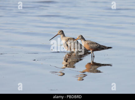 Hudsonian Godwits Maggio 10th, 2011 Lincoln County, South Dakota Canon 50D, 400 5.6L Foto Stock