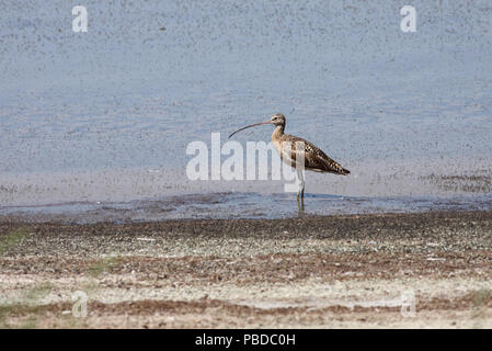 A lungo fatturati Curlew Luglio 27th, 2009 Antelope Island, vicino a Salt Lake City, Utah Canon 50D, 400 5.6L Foto Stock