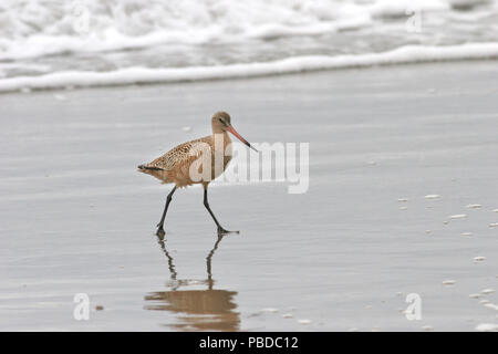 Godwit marmorizzata Aprile 19th, 2007 Point Reyes National Seashore, California Canon 20D, 400 5.6L Foto Stock