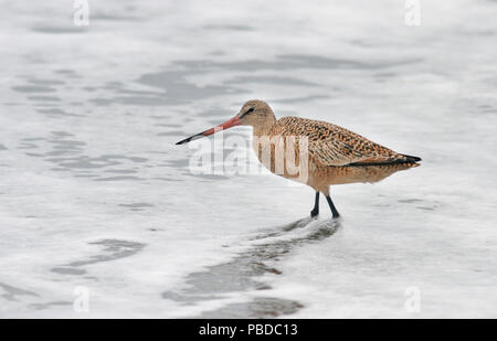 Godwit marmorizzata Aprile 19th, 2007 Point Reyes National Seashore, California Canon 20D, 400 5.6L Foto Stock