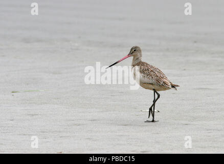 Godwit marmorizzata Aprile 19th, 2007 Point Reyes National Seashore, California Canon 20D, 400 5.6L Foto Stock