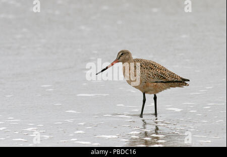 Godwit marmorizzata Aprile 19th, 2007 Point Reyes National Seashore, California Canon 20D, 400 5.6L Foto Stock