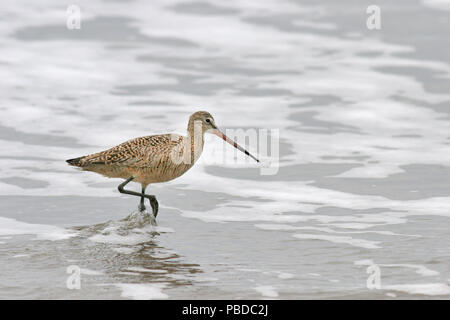 Godwit marmorizzata Aprile 19th, 2007 Point Reyes National Seashore, California Canon 20D, 400 5.6L Foto Stock