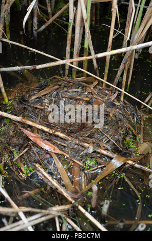 Nido galleggiante di Little Grebe, Tachybaptus ruficollis, conosciuto anche come Dabchick, Walthamstow serbatoi, Isole Britanniche Foto Stock