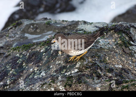 Surfbird Dicembre 18th, 2008 Lands End di San Francisco, California Canon 50D, 400 5.6L Foto Stock