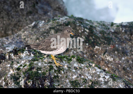 Surfbird Dicembre 18th, 2008 Lands End di San Francisco, California Canon 50D, 400 5.6L Foto Stock