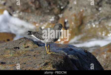 Surfbird (Calidris virgata) dicembre 4th, 2011 Sutro Area Terme, San Francisco, CA Canon 50D, 400 5.6L Foto Stock