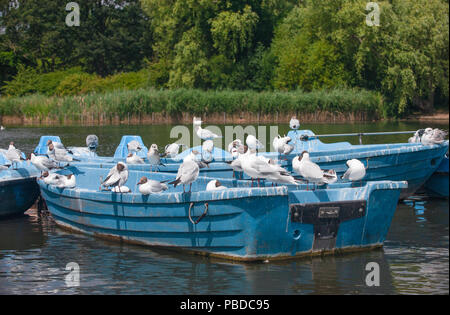 Black-Headed Gabbiani,(Chroicocephalus ridibundus),gregge di maturi e immaturi uccelli con piumaggio estivo, Regents Park, London, Regno Unito Foto Stock