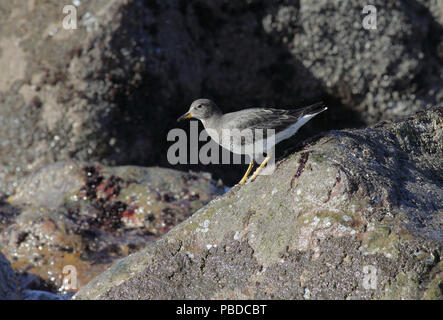 Surfbird (Calidris virgata) dicembre 4th, 2011 Sutro Area Terme, San Francisco, CA Canon 50D, 400 5.6L Foto Stock
