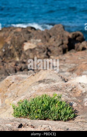 Costa nord orientale dell'isola di Ibiza, Rock Samphire arbusti sulle rocce, isole Baleari, Mare mediterraneo, Spagna, Europa Foto Stock