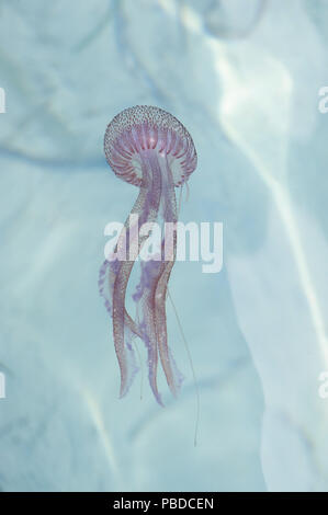 Medusa luminescente o Mauve Stinger, (Pelagia noctiluca), mare Mediterraneo, isole Baleari, Spagna, Europa Foto Stock