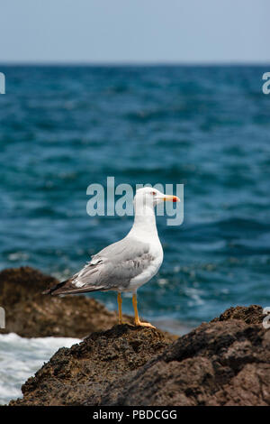 Adulto Gabbiano Yellow-Legged,(Larus cachinnans michahellis), noto anche come giallo gabbiano occidentale, estate, Ibiza, Isole Baleari, Mare Mediterraneo,Spagna Foto Stock