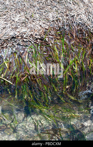 Mediterraneo Nettuno erba,(la Posidonia oceanica),noto anche come Mediterranean Tapeweed, lavato fino sulla costa dell'isola di Ibiza, Isole Baleari, Spagna Foto Stock