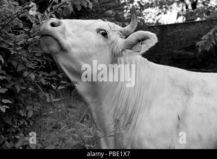 Sospettoso Charolais cow nella frazione di San Marziale, Varen, Tarn et Garonne, Occitanie, FranceIn primavera cercando warily presso la fotocamera Foto Stock