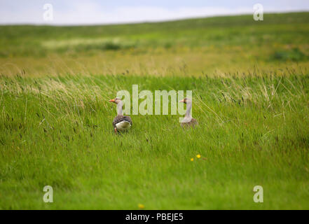 Reykjavik, Islanda. 14 Giugno, 2018. Oche a piedi in un campo vicino a Reykjavik, Islanda. Credito: Leigh Taylor/ZUMA filo/Alamy Live News Foto Stock