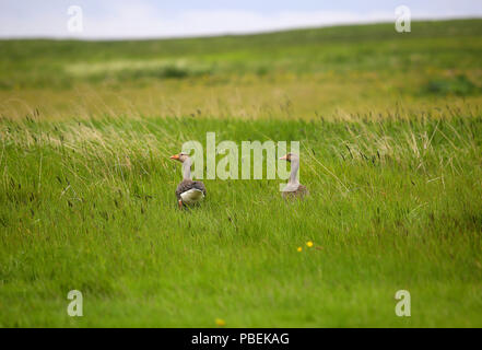 Reykjavik, Islanda. 14 Giugno, 2018. Oche a piedi in un campo vicino a Reykjavik, Islanda. Credito: Leigh Taylor/ZUMA filo/Alamy Live News Foto Stock