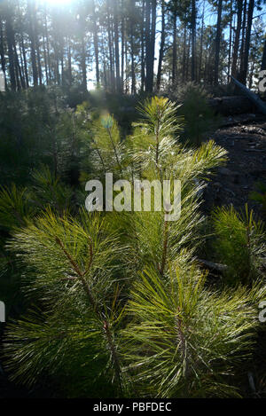 La nuova crescita è visto nella pineta lungo la casella Camp sentiero dopo l'Aspen Fire, Deserto Sonoran, Foresta Nazionale di Coronado, Summerhaven, Arizona, USA Foto Stock