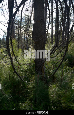 La nuova crescita è visto nella pineta lungo la casella Camp sentiero dopo l'Aspen Fire, Deserto Sonoran, Foresta Nazionale di Coronado, Summerhaven, Arizona, USA Foto Stock