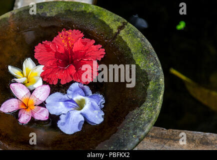 Foating fiori in un vaso tutti i galleggianti in una piccola piscina di acqua, a Bali, Indonesia. Foto Stock
