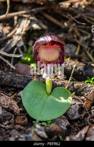 Corybas diemenicus, casco venato-orchid a Baluk Willam Flora Riserva, Belgrave Sud, Victoria, Australia Foto Stock