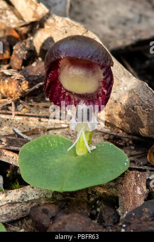 Corybas diemenicus, casco venato-orchid a Baluk Willam Flora Riserva, Belgrave Sud, Victoria, Australia Foto Stock