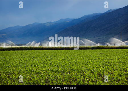 Agricoltura I sistemi di irrigazione nelle Montagne Rocciose dello Utah. Foto Stock