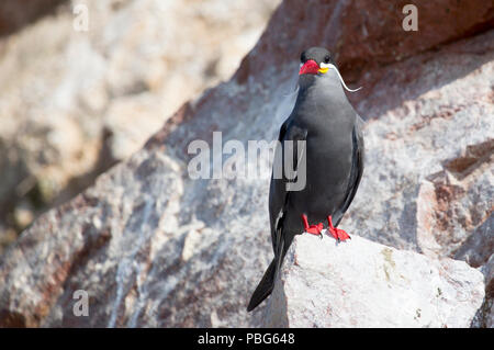 Inca Tern, Paracas Isole Ballestas, Perù Foto Stock