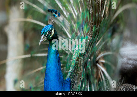 Peacock, Colombia Foto Stock