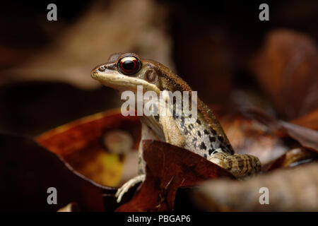 Hylarana latouchii marrone rana in legno Foto Stock