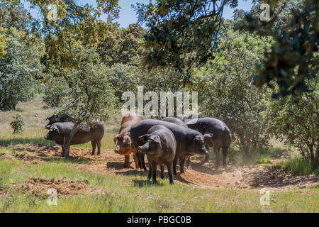 I suini di razza iberica mangiare Ghiande di quercia campo in Salamanca, Spagna Foto Stock