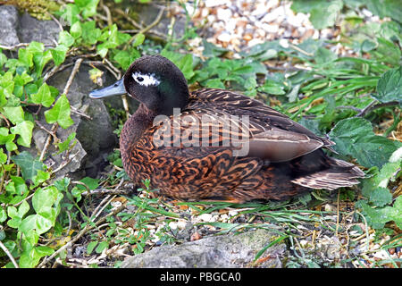 Un maschio di Laysan (d'anatra Anas laysanensis) di appoggio al suolo nelle zone umide in Inghilterra del sud. Foto Stock