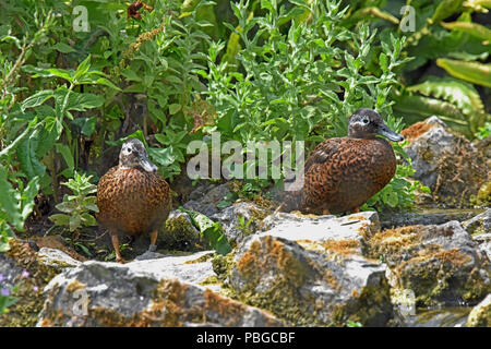 Una coppia di Laysan anatre (Anas laysanensis) di appoggio al suolo roccioso in zone umide in Inghilterra del Sud Foto Stock