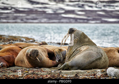 Tricheco, Odobenus rosmarus, Poolepynten, Svalbard o Spitsbergen, Europa Foto Stock